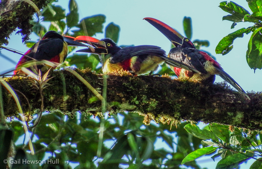 Fiery-billed Aracari at play near the Eucalyptus tree.