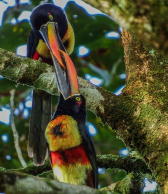 Fiery-billed Aracari feeding its mate.