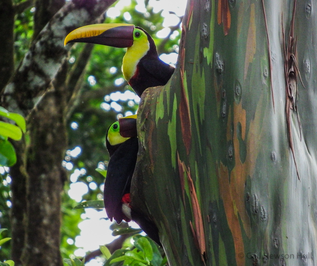 Yellow-collared Toucans--one looking out for intruders while the other excavates the cavity.