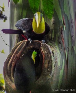 Head on view of the cavity-building team.