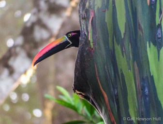 One Fiery-billed Aracari inside, the other on the lookout.