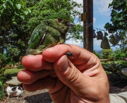 A banded female Blue-crowned Manakin is very similar to the more olive toned female Orange-collared Manakin.