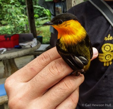 During bird banding days at Finca Cantaros this male Manakin was captured and released in February, 2016