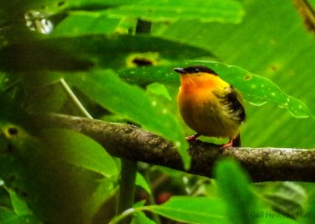 Orange-collared Manakin near the prepared "arena"