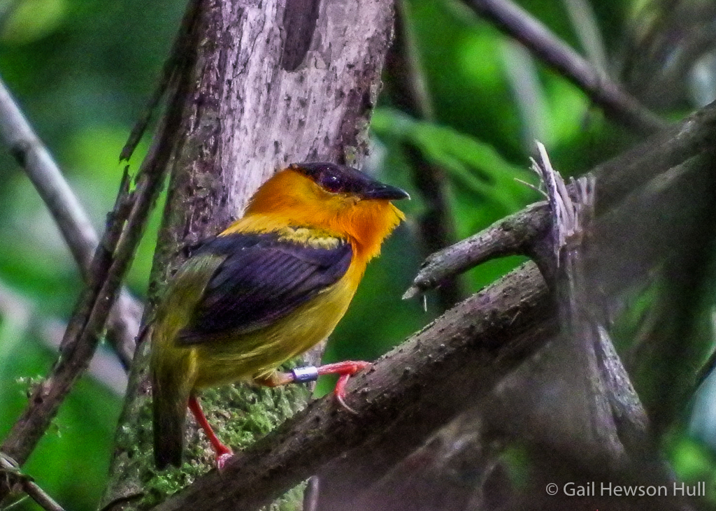 Orange-collared Manakin male in woods at Finca Cantaros
