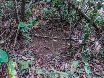 Lek arena prepared by male Manakins at Finca Cantaros