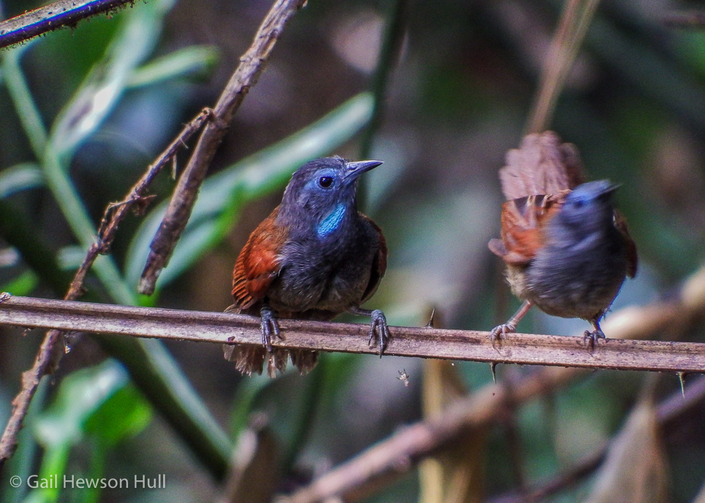 Chestnut-winged Babbler observes vigorous activity of potential mate