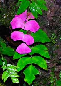 Maidenhair fern, or "culantrillo" in Spanish. (Adiantum macrophyllum) Thanks to Robbin Moran, Ph.D, NY Botanical Garden for the ID.