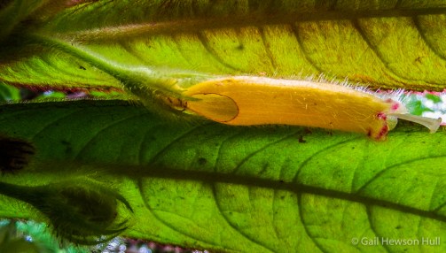 Evidence of nectar robbery at base of flower. Suspect: Stripe-throated Hermit.