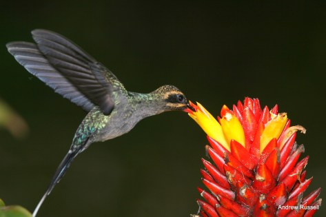 Green Hermit, female, visiting a Costus flower.