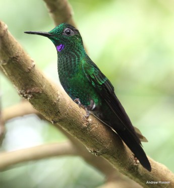 Green-crowned Brilliant, male. Photo by Andrew Russell.