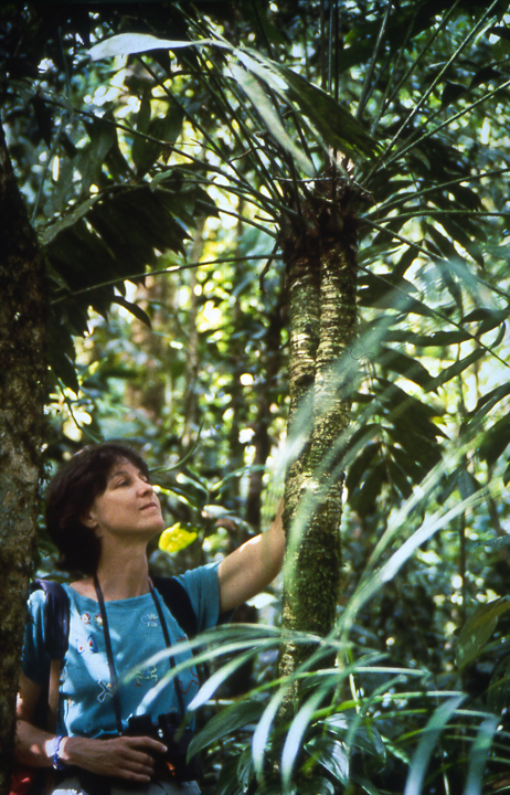 Yours truly in 1990 with the tallest Zamia fairchildiana plant I ever found in the primary forest of Las Cruces . Photo: L.D. Gomez