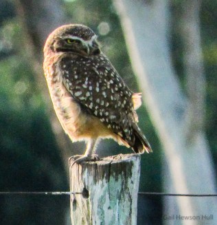 Burrowing Owl, Athene cunicularia, photographed in the Pantanal region of Brazil, 2013. This diurnal species uses the holes of small mammals in which to create a nest made of dried cattle dung, automatically attracting insects to feed chicks. During the day they rest on cattle fence posts.