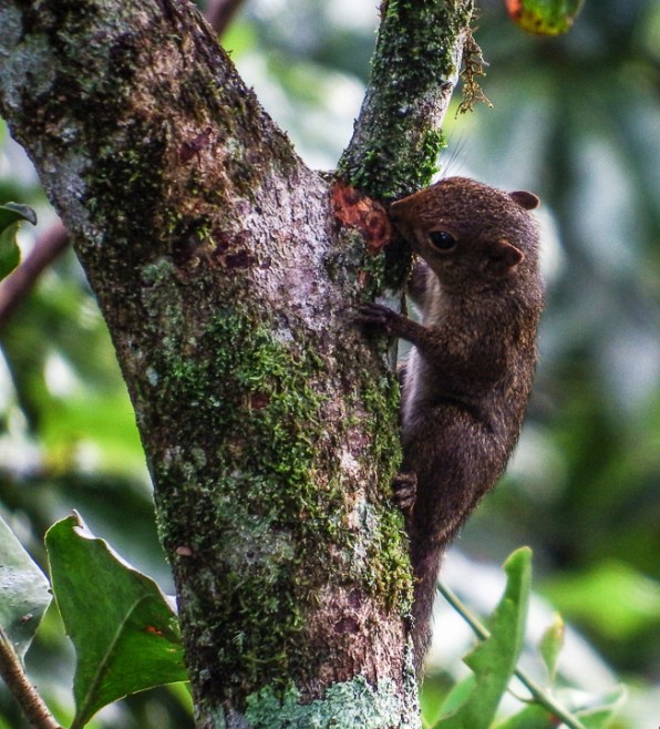 Baby squirrel searching for food in a tree next to the Canopy Tower.