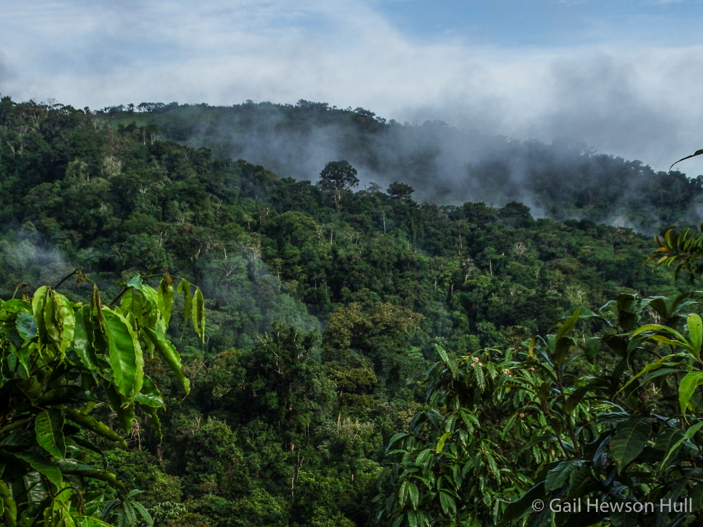 View of Fila Cruces from the Canopy Tower, 6:30 AM, 26/06/16