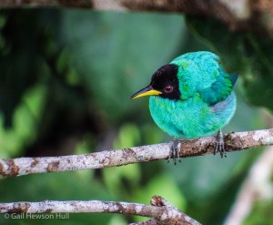 Green Honeycreeper, male