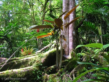 Buttress roots and diverse plants suggests the wild nature of the Wilson Garden