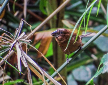 Female carrying food watches to be sure it is safe to approach the nest.