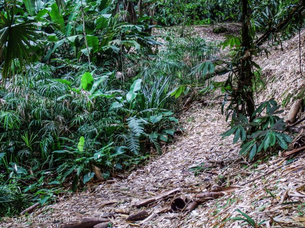 The nest was located just two feet above ground in the tree to the right, carefully placed under sheltering leaves.