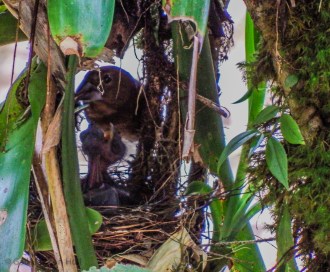 Female Blue-black Grosbeak about to feed hatchlings.