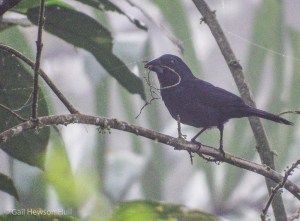 Male Blue-black Grosbeak seen with nesting material on August 23, 2016 at Finca Cantaros, 6:00 AM