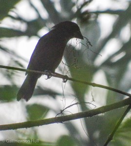 Silhouette of female Blue-black Grosbeak with nesting material