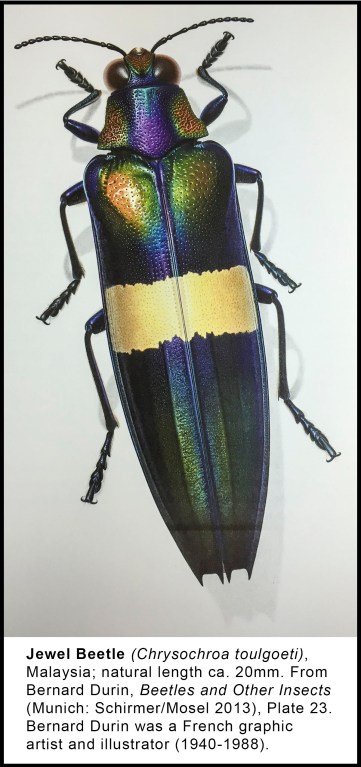chryochroa-toulgoeti-jewel-beetle-fd2