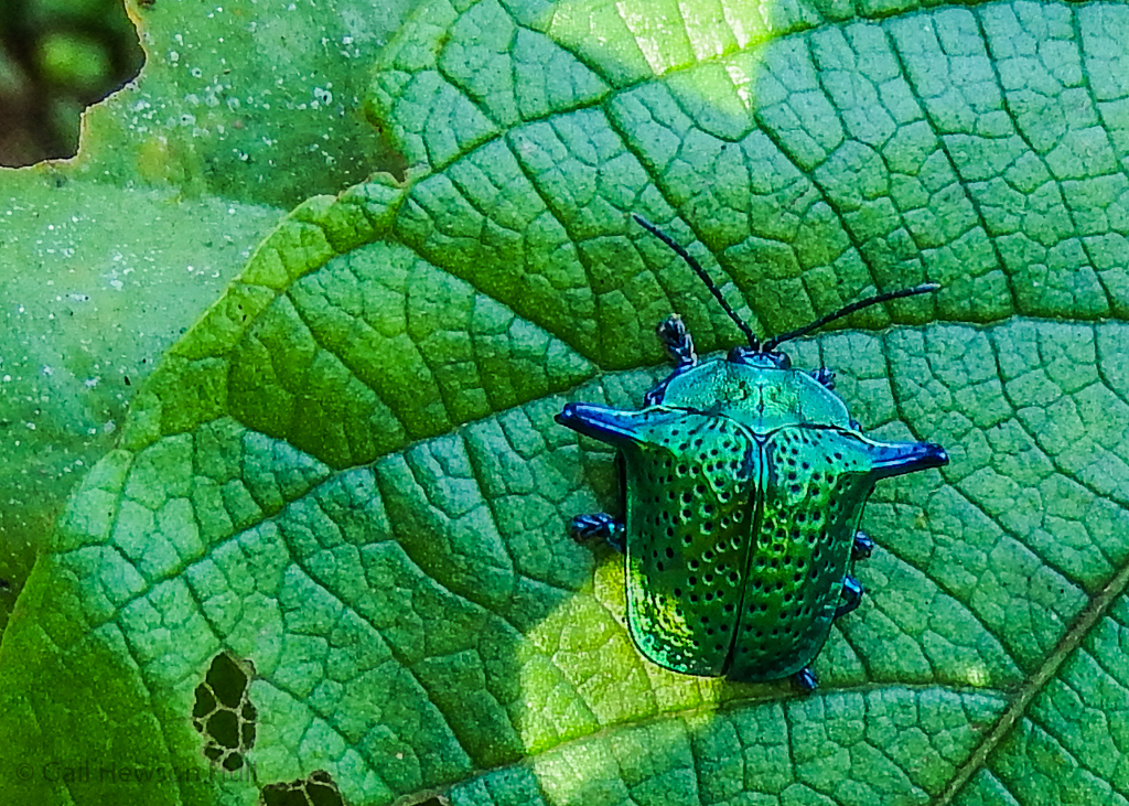 Leaf-mining Carabid "tortoise beetle", Finca Cantaros 