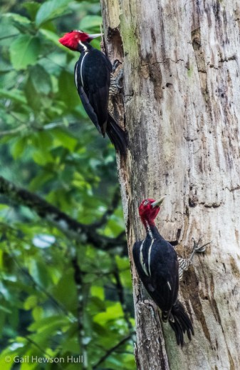 Pale-billed Woodpeckers remain paired throughout the year. They breed from August to December in Costa Rica. Sarapiqui.