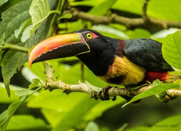 Fiery-billed Aracari, Finca Cantaros.
