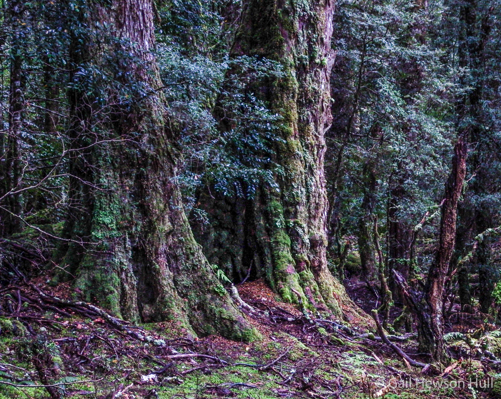 Giant 1500-year old King Billy Pines at Cradle Mountain.